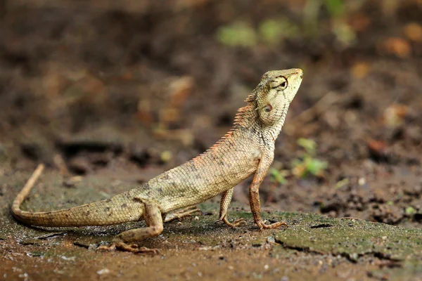 Bild av kameleont på natur bakgrund. Ödlor på marken — Stockfoto