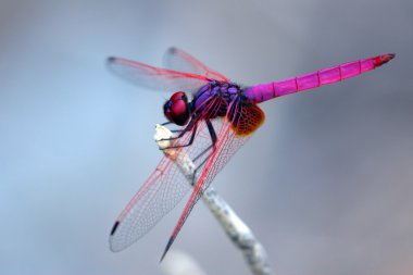 Bir ağaç dalı üzerinde tünemiş yusufçuk görüntüsünü