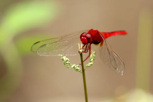 Foto van dragonfly zat op een boomtak — Stockfoto