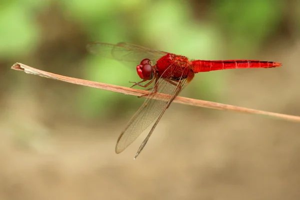 Foto van dragonfly zat op een boomtak — Stockfoto