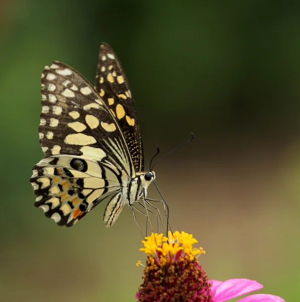 Bela borboleta empoleirada em uma flor . — Fotografia de Stock