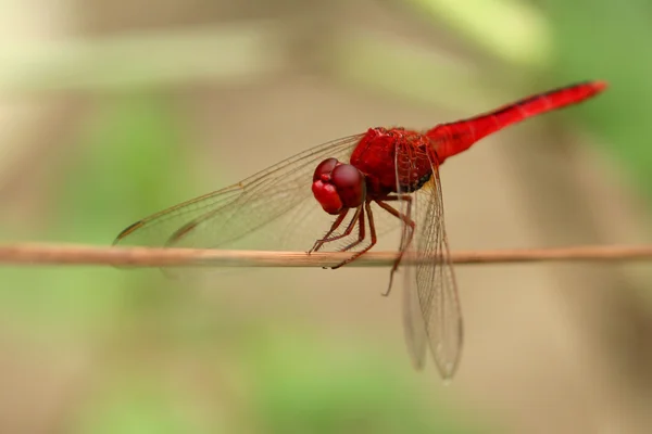 Foto van dragonfly zat op een boomtak — Stockfoto