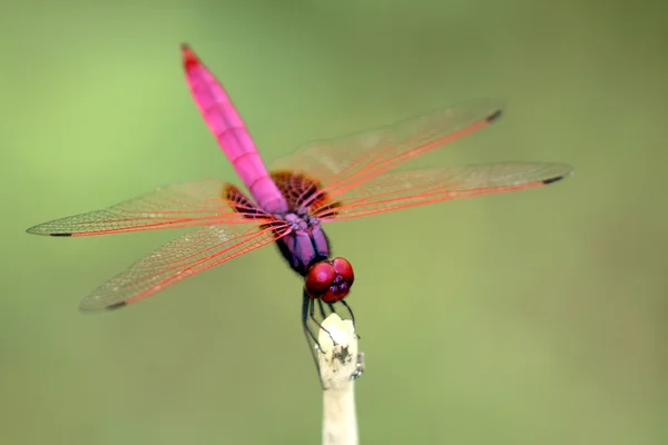 Bild einer Libelle, die auf einem Ast hockt — Stockfoto