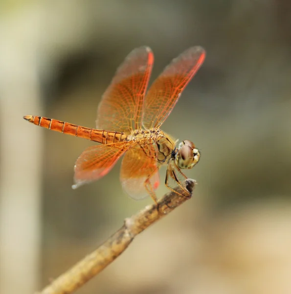 Bild einer Libelle, die auf einem Ast hockt — Stockfoto