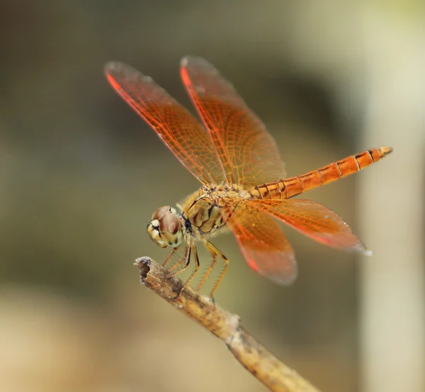 Bild einer Libelle, die auf einem Ast hockt — Stockfoto