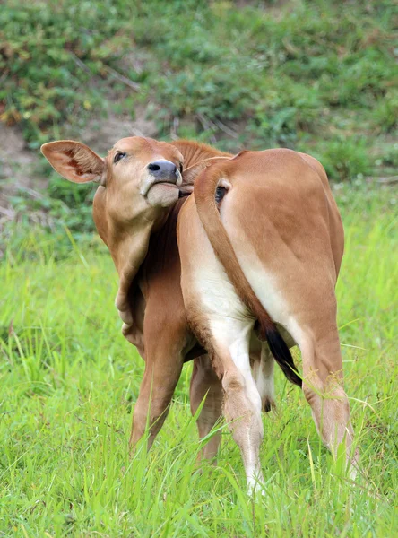 Bild einer Kuh auf Naturhintergrund — Stockfoto