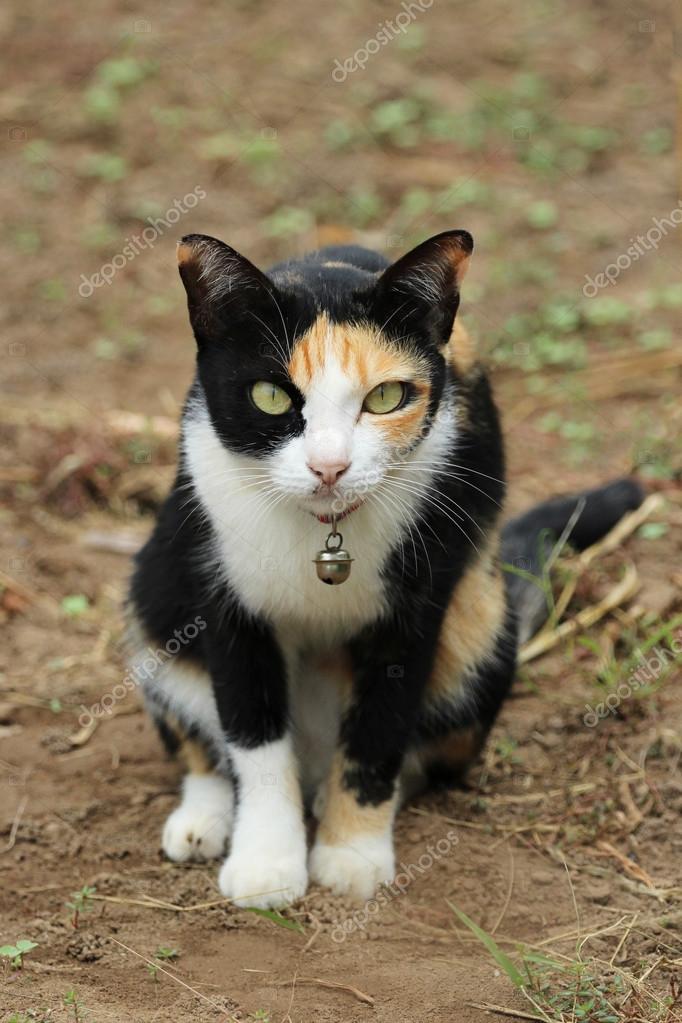 Foto Di Un Gatto Seduto Immagine Di Un Gatto Seduto Per Terra