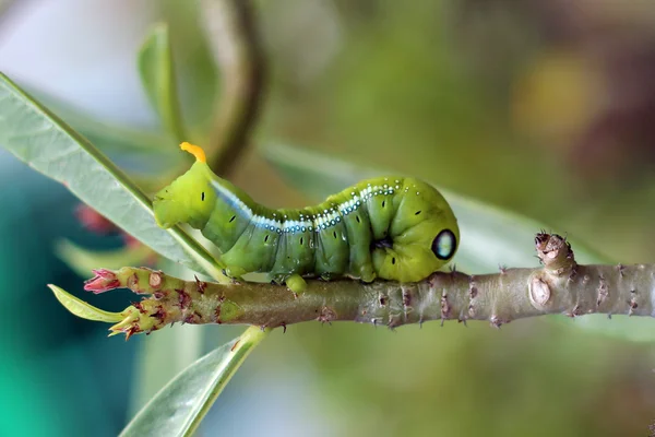 绿色树枝上的毛虫的形象 — 图库照片
