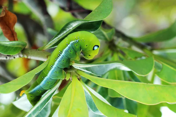 Imagem da lagarta verde na folha verde — Fotografia de Stock