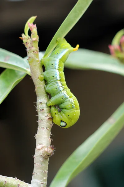 Beeld van groene rups op tak — Stockfoto