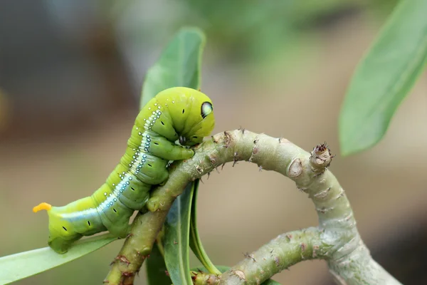 Image of green caterpillar on branch — Stock Photo, Image