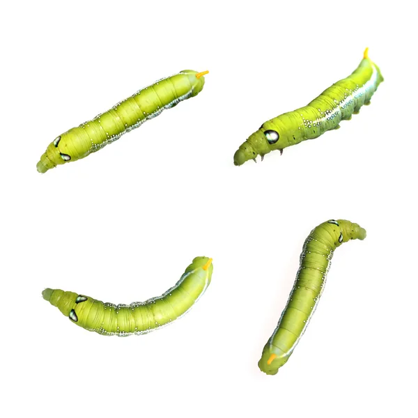 Obraz z Green Caterpillar na białym tle. — Zdjęcie stockowe