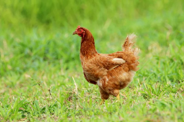 Imagem de galinha vermelha no campo de grama verde . — Fotografia de Stock