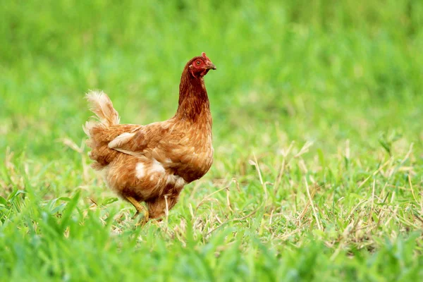 Imagem de galinha vermelha no campo de grama verde . — Fotografia de Stock