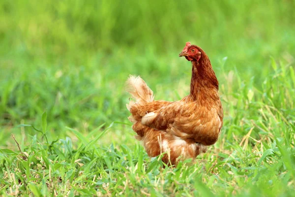 Imagem de galinha vermelha no campo de grama verde . — Fotografia de Stock