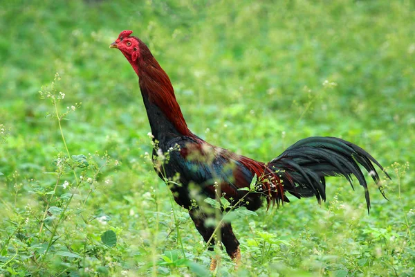 Imagen del gallo en el campo verde . —  Fotos de Stock