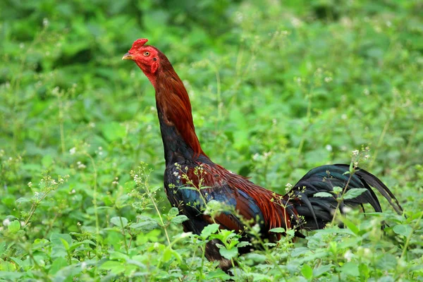 Imagen del gallo en el campo verde . —  Fotos de Stock