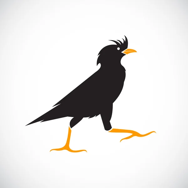 Vektorbild von Anakridotheren auf weißem Hintergrund, Bird Icon — Stockvektor