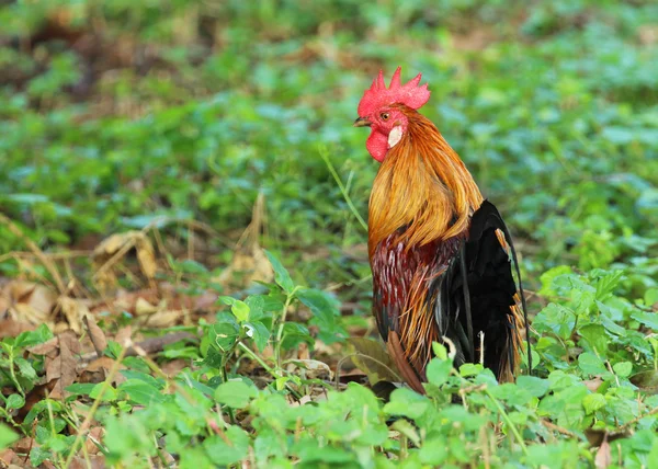 Imagem de galo no campo verde . — Fotografia de Stock