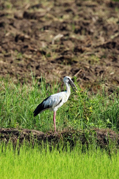 Imagem de cegonha no fundo da natureza — Fotografia de Stock