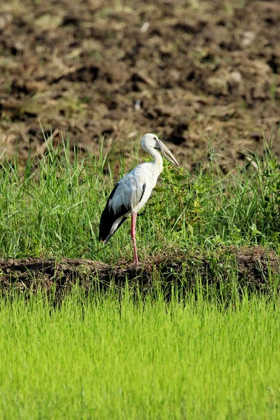 Image de cigogne sur fond de nature — Photo