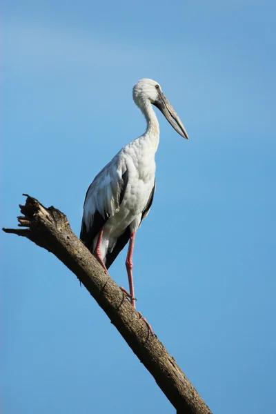 Image of stork perched on tree branch — Stock Photo, Image