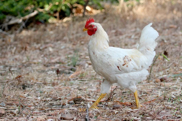 Image of white hen on nature background — Stock Photo, Image