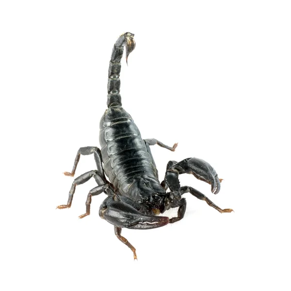 Изображение скорпиона на белом фоне . — стоковое фото