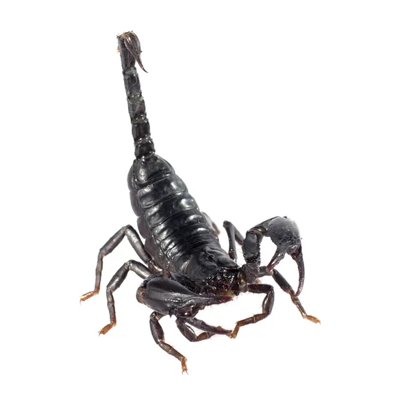 Image de scorpion sur fond blanc . — Photo