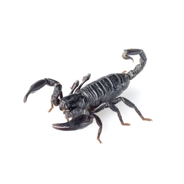 Imagen de escorpión sobre fondo blanco . —  Fotos de Stock