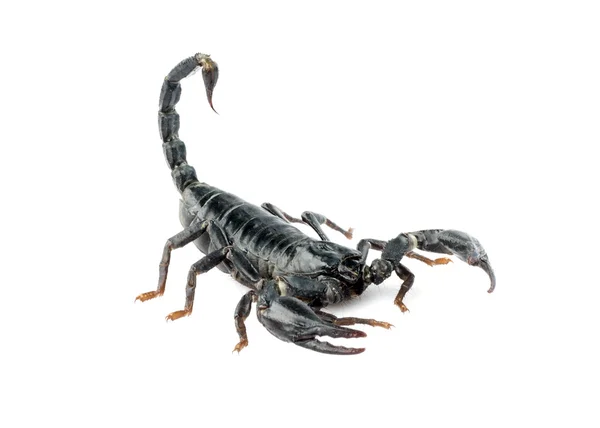 Bild des Skorpions auf weißem Hintergrund. — Stockfoto