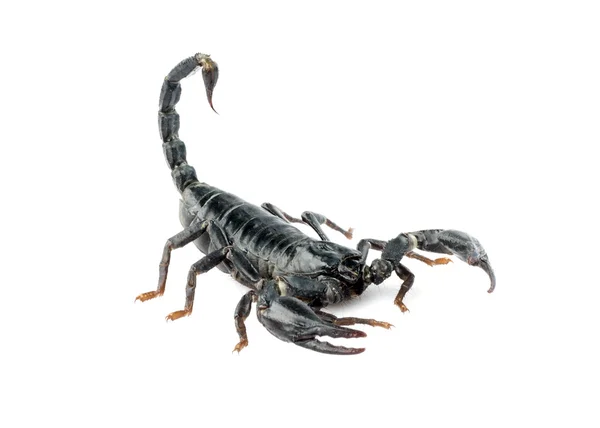 Image of scorpion on a white background. — Stock Photo, Image