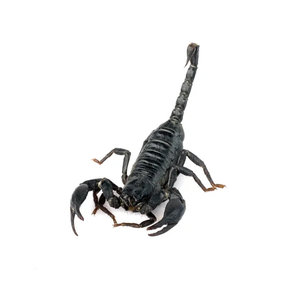 Image de scorpion sur fond blanc . — Photo