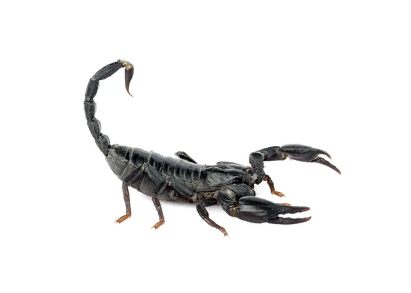 Skorpion na białym tle obraz. — Zdjęcie stockowe