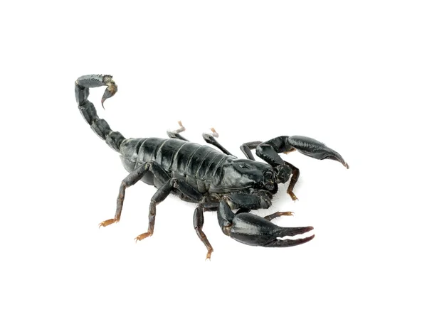 Bilden av scorpion på vit bakgrund. — Stockfoto