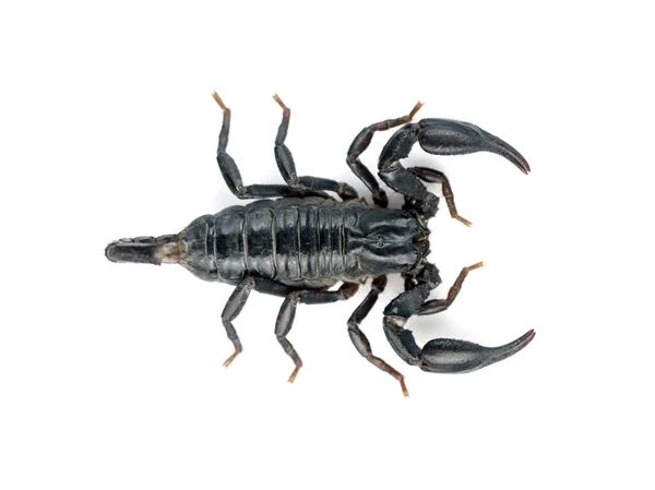 Skorpion na białym tle obraz. — Zdjęcie stockowe