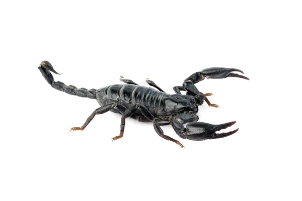 Image de scorpion sur fond blanc . — Photo