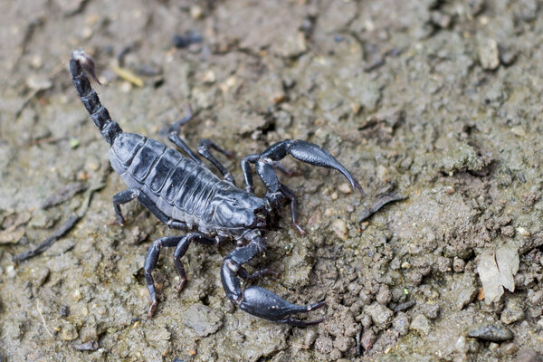 Image of scorpion on the ground.