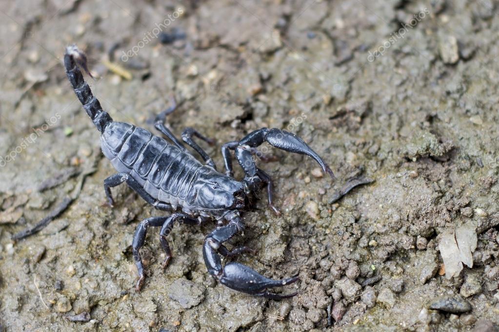 Alacranes fotos de stock, imágenes de Alacranes sin royalties | Depositphotos Alacranes fotos de stock, imágenes de Alacranes sin royalties | Depositphotos