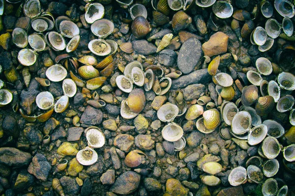 Imagem de conchas e pedras no chão. - Filtro Vintage — Fotografia de Stock