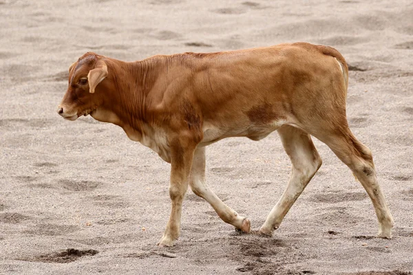 Image of a cow on sand background. — Stock Photo, Image