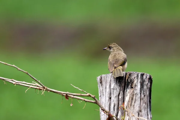 Image of a sparrow perched on the branch — Stock Photo, Image