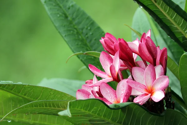 Rama de flores tropicales frangipani (plumeria) de Tailandia —  Fotos de Stock