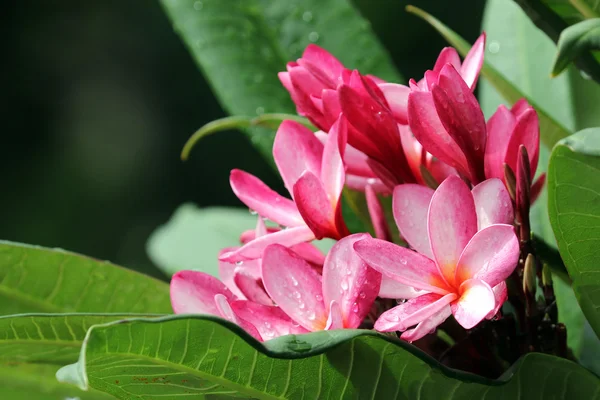 태국의 열 대 꽃 프 르 메리 아 (plumeria)의 분 지 — 스톡 사진