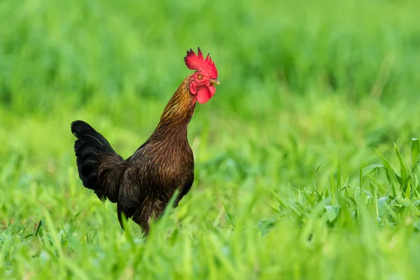 Imagen de un gallo en campo verde . —  Fotos de Stock