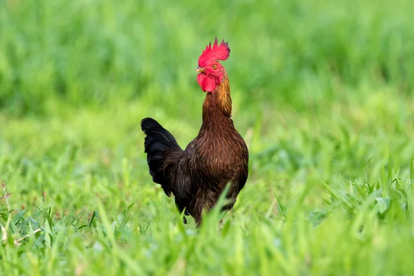 Kép egy kakas a zöld mezőben. — Stock Fotó