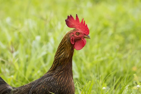 Kép egy kakas a zöld mezőben. — Stock Fotó