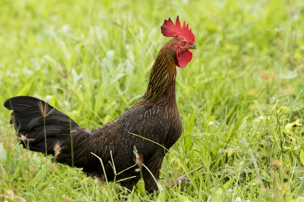 Imagen de un gallo en campo verde . —  Fotos de Stock