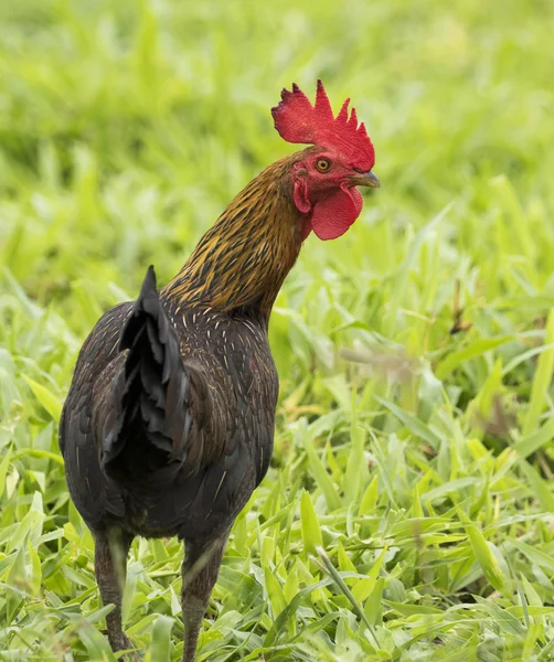 Image of a cock in green field. — Stock Photo, Image