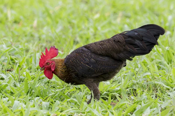 Kép egy kakas a zöld mezőben. — Stock Fotó